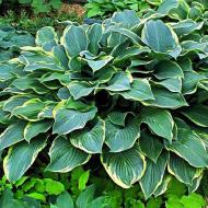 Рослина Сад Вашої Мрії Хоста Regal Splendor (С3)