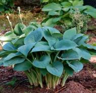 Рослина Сад Вашої Мрії Хоста True Blue (С3)