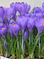 Клубнелуковица крокуса полукрупноцветковый Аква 5 шт. TUBERBULB Export B.V.