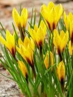 Бульбоцибулина крокуса Королькова 5 шт. TUBERBULB Export B.V.