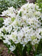 Луковица птицемлечника Уайт Трофи 3 шт. TUBERBULB Export B.V.