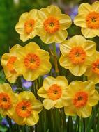 Луковица нарцисс Кедрон 3 шт. TUBERBULB Export B.V.