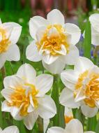 Луковица нарцисса Свит Дизаэ 2 шт. TUBERBULB Export B.V.