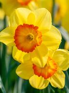 Луковица нарцисса Делибес 3 шт. TUBERBULB Export B.V.