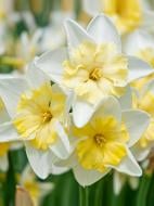 Луковица нарцисса Пром Данс 3 шт. TUBERBULB Export B.V.