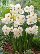 Луковица нарцисса Сэр Уинстон Черчилль 3 шт. TUBERBULB Export B.V.