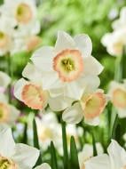 Луковица нарцисса Космополитен 3 шт. TUBERBULB Export B.V.