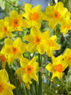 Луковица нарцисс Кинглет 3 шт. TUBERBULB Export B.V.