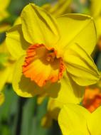 Луковица нарцисса Голд Флейк 3 шт. TUBERBULB Export B.V.