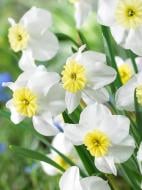 Луковица нарцисс Сеговия 3 шт. TUBERBULB Export B.V.