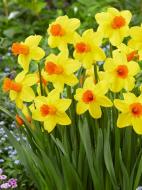 Луковица нарцисса Классик Гаден 2 шт. TUBERBULB Export B.V.