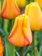 Луковица тюльпана Дарвина Блашинг Апельдорн 3 шт. TUBERBULB Export B.V.