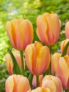 Луковица тюльпана Дарвина Блашинг Импрешн 3 шт. TUBERBULB Export B.V.