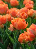 Луковица тюльпана махрового раннего Орка 3 шт. TUBERBULB Export B.V.