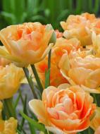 Луковица тюльпана махрового позднего Чарминг Леди 3 шт. TUBERBULB Export B.V.