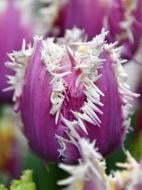 Цибулина тюльпана бахромчастого Кранчі Каммінс 3 шт. TUBERBULB Export B.V. Цибулина тюльпана бахромчастого Кранчі Каммінс 3 шт. TUBERBULB Export B.V.