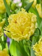 Луковица тюльпана бахромчатого Лемон Шут 3 шт. TUBERBULB Export B.V.