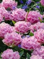 Луковица тюльпана бахромчатого Перт 3 шт. TUBERBULB Export B.V.