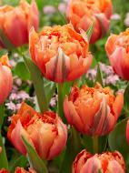 Луковица тюльпана бахромчатого Роял Сентениал 3 шт. TUBERBULB Export B.V. Луковица тюльпана бахромчатого Роял Сентениал 3 шт. TUBERBULB Export B.V.