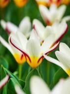 Луковица тюльпана Кауфмана Зе Фьост 3 шт. TUBERBULB Export B.V.