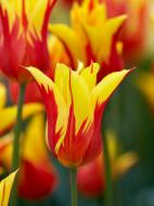 Луковица тюльпана лилиецветного Фаер Вингс 3 шт. TUBERBULB Export B.V.