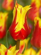 Луковица тюльпана лилиецветного Фаервок 3 шт. TUBERBULB Export B.V. Луковица тюльпана лилиецветного Фаервок 3 шт. TUBERBULB Export B.V.