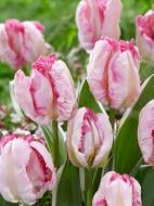 Луковица тюльпана попугайного Пинквижн 3 шт. TUBERBULB Export B.V.