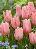 Луковица тюльпана простого раннего Априкот Бьюти 3 шт. TUBERBULB Export B.V.