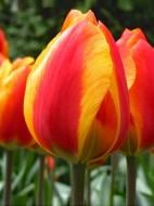 Луковица тюльпана простого раннего Флэе 3 шт. TUBERBULB Export B.V. Луковица тюльпана простого раннего Флэе 3 шт. TUBERBULB Export B.V.