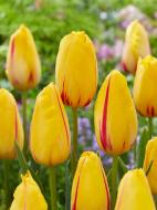 Луковица тюльпана простого позднего Ла Куртин 3 шт. TUBERBULB Export B.V.