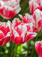 Луковица тюльпана простого позднего Сорбет 3 шт. TUBERBULB Export B.V.