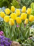 Луковица тюльпана простого позднего Елоу Ангел 3 шт. TUBERBULB Export B.V.