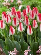 Луковица тюльпана триумф Киссейбл 3 шт. TUBERBULB Export B.V.