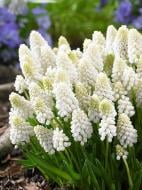 Цибулина мускарі Уайт Меджік 5 шт. TUBERBULB Export B.V.