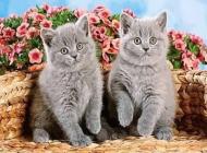 Набор для творчества со стразами на подрамнике Близнецы 20x30 см 178106 Діамантові ручки