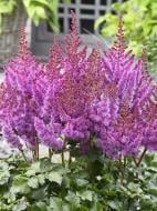 Кореневище астільби лілової 1 шт.