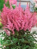 Кореневище астільби рожевої 1 шт.