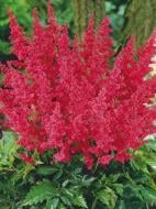 Кореневище астільби червоної 1 шт.