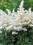 Кореневище астільби білої 1 шт.