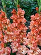 Бульбоцибулина гладіолуса Календар Фрізл 3 шт.