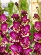 Клубнелуковица гладиолуса Колор Клаб 3 шт.