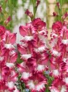 Бульбоцибулина гладіолуса Кам Лауд 3 шт.