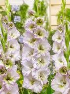 Бульбоцибулина гладіолуса Лейк Біг Біар 3 шт.