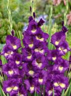 Бульбоцибулина гладіолуса Лола Монтез 3 шт.