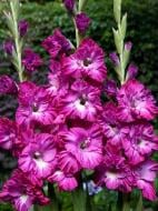 Бульбоцибулина гладіолуса Наблус 3 шт.