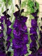 Бульбоцибулина гладіолуса Волбіт 3 шт.