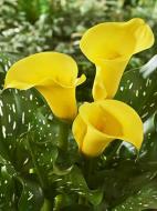 Бульба кали Блек Меджік 1 шт. Бульба кали Блек Меджік 1 шт.