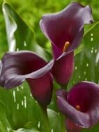 Бульба кали Лас Вегас 1 шт. Бульба кали Лас Вегас 1 шт.