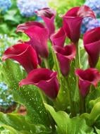 Бульба кали Сайгон 1 шт. Бульба кали Сайгон 1 шт.