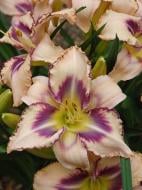 Кореневище лілійника Дестінд ту Сі 1 шт.